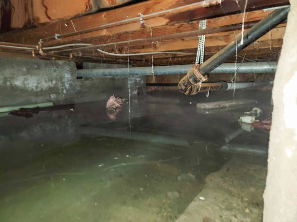 Best Flooded house restoration  in Orion, IL